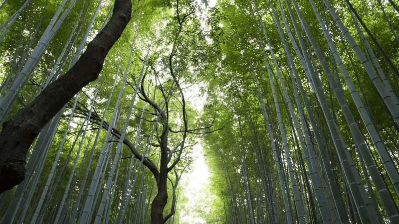 Carving - professional stock photography